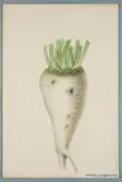 Sveriges kulturväxter. Illustration utförd av Henriette Sjöberg. Sockerbeta, vit, Electorale vraie. Odlad Experimentalfältet 1882. Inv. nr. C101 : 253.