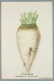 Sveriges kulturväxter. Illustration utförd av Henriette Sjöberg. Sockerbeta, Schlesisk förbättrad. Odlad Experimentalfältet 1882. Inv. nr. C101 : 255.
