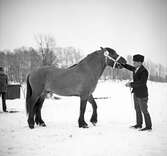 Nordsvensk vid hingstpremiering i Örebro, 1946-03-05