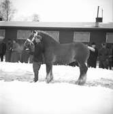 Ardennerhäst vid hingstpremiering i Örebro, 1946-03-05