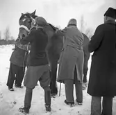 Mätning av mankhöjd vid hingstpremiering i Örebro. 1946-03-05