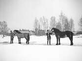 Två nordsvenska hingstar visas upp vid hingstpremiering i Örebro, 1946-03-05