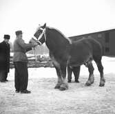 Ardennerhäst vid hingstpremiering i Örebro. 1946-03-05