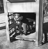 I telefonkiosken på I3, Grenadjärstaden, 1946-04-08