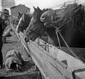 Kreatursinspektion inför auktion på slakteriet i Ormesta, 1946-04-13