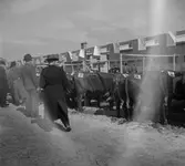 Kreatursinspektion inför auktion på slakteriet i Ormesta, 1946-04-13