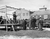 Kreatursauktion på slakteriet i Ormesta, 1946-04-13