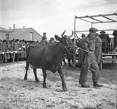 Uppvisning av kreatur på auktion på Ormesta slakteri, 1946-04-13