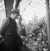Trädgårdsmästaren visar kaktusar i Örebro Stadsträdgård, 1946-04-29