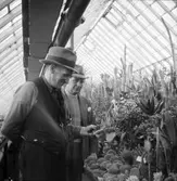 Trädgårdsmästaren visar plantor i Örebro Stadsträdgård, 1946-04-29