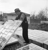 Trädgårdsmästaren visar drivbänk i Örebro Stadsträdgård, 1946-04-29