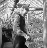 Trädgårdsmästaren med plantor i Örebro Stadsträdgård, 1946-04-29