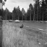 Två Alfa Romeo. Gelleråsen, Karlskoga. 1957-08 26