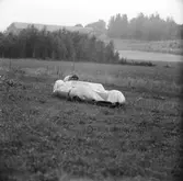 Lotus i spenaten. Gelleråsen, Karlskoga. 1957-08-26