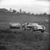 Två italienska fullblod på Gelleråsen, Karlskoga. 1957-08-26