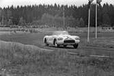 Amerikanskt vrålåk på Gelleråsen, Karlskoga. 1960-08-07