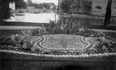 Kaktusplantering i Centralparken, 1920-tal
