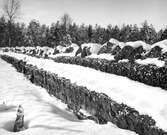 Torvbrytning i Kilsbergen, 1950-tal