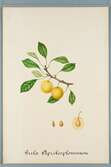 Sveriges kulturväxter. Illustration utförd av Henriette Sjöberg. Plommon, gula aprikosplommon. Odlingsplats oklar 1883. Signerad 1883.