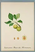 Sveriges kulturväxter. Illustration utförd av Henriette Sjöberg. Plommon, Lawrences favorite. Okänd odlingsort. Signerad 1883.