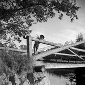 Pojke på Falejbron, 1951