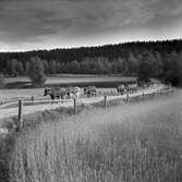Skåle naturreservat, 1951-08-14