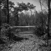 Skogstjärn i Brickebacken, 1953-04-19