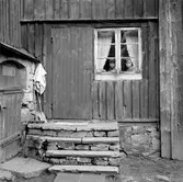 Två barn i fönstret, 1955