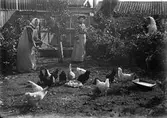Matning av gårdens höns på Rådstugugatan - Borgmästargatan i Nora, ca 1907