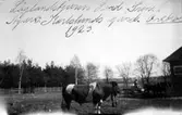 Låglandstjuren Lord Sven på Karlslunds gård, 1923