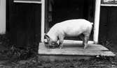 Ätande gris på farstutrappan i Nora, 1920-tal