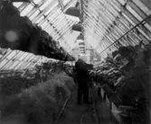 Trädgårdsmästaren i växthuset, 1920-tal