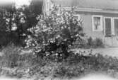 Trädgårdsmästarbostaden från gårdssidan, 1920-tal