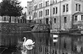 Svanar i kvarndammen, ca 1905
