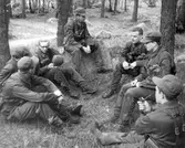 Rast i Venaskogen, 1962