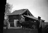 Man med tjur, Stora Mellösa, 1930-tal