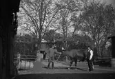 Män med tjur, Stora Mellösa, 1930-tal