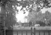 Hästar på bete i Rynninge, 1940-tal