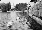 Svanar i Svartån vid arbetshuset, 1920-tal