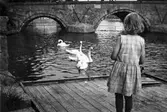 Svanar i Svartån vid arbetshuset, 1920-tal