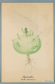 Sveriges kulturväxter. Illustration utförd av Henriette Sjöberg. Kålrabbi, Wiener glas. Odlad Ultuna 1878. Inv. nr. C101 : 368.