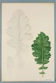 Sveriges kulturväxter. Illustration utförd av Henriette Sjöberg. Trädkål, grön. Odlad Ultuna 1878. Inv. nr. C101 : 364.