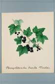 Sveriges kulturväxter. Illustration utförd av Henriette Sjöberg. Neapolitanska svarta vinbär. Odlingsplats saknas 1883. Nr. 24. Publicerad i STT 1883.