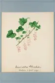 Sveriges kulturväxter. Illustration utförd av Henriette Sjöberg. Ljusröda vinbär, Gonduin à Fruit rouge. Odlad Experimentalfältet 1883. Signerad 1883. Nr. 21.