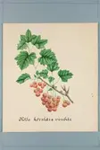 Sveriges kulturväxter. Illustration utförd av Henriette Sjöberg. Vinbär, röda körsbärsvinbär. Odlingsplats och datering saknas. Nr. 23.