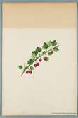 Sveriges kulturväxter. Illustration utförd av Henriette Sjöberg. Krusbär, mörkröda, släta, Små amerikanska. Odlade Experimentalfältet 1882. Nr. 15. Signerad 1883.
