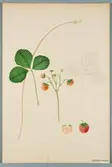 Sveriges kulturväxter. Illustration utförd av Henriette Sjöberg. Jordgubbe, Cockcomb. Odlingsplats och datering saknas. Nr. 41. Signerad.