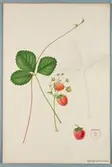 Sveriges kulturväxter. Illustration utförd av Henriette Sjöberg. Jordgubbe, Early Prolific. Odlingsplats och datering saknas. Nr. 43. Signerad.