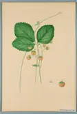 Sveriges kulturväxter. Illustration utförd av Henriette Sjöberg. Jordgubbe, Kerr's prolific. Odlad Experimentalfältet 1883. Nr. 51. Signerad 1883.
