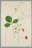 Sveriges kulturväxter. Illustration utförd av Henriette Sjöberg. Jordgubbe, Henriette. Odlingsplats och datering saknas. Nr. 48. Signerad.